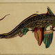 Illustration for article titled Vintage Shark Illustrations Are Jaw-Droppingly Gorgeous
